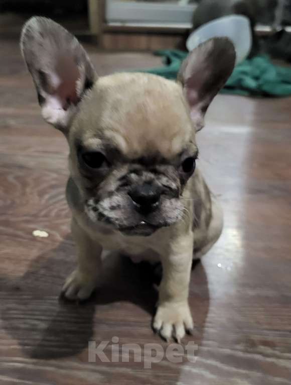 Собаки в Иркутске: Французский бульдог щенки Мальчик, 35 000 руб. - фото 1