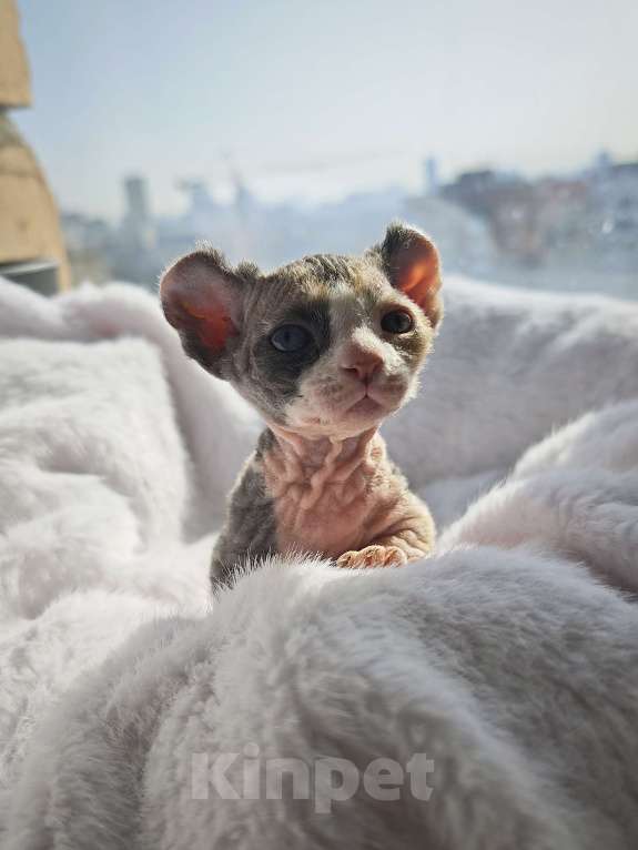 Кошки в Екатеринбурге: Девочка двэльф канадский сфинкс котенок Мальчик, 70 000 руб. - фото 5