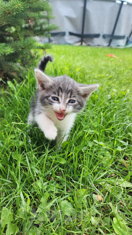 Кошки в Туле: Котята в добрые руки. Мальчик, Бесплатно - фото 2