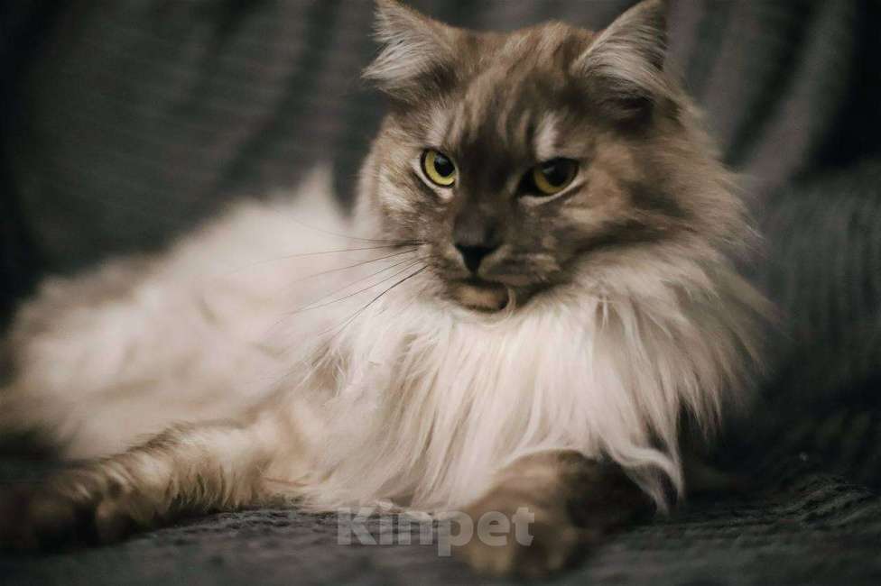 Кошки в Балашихе: Эш Мальчик, Бесплатно - фото 6