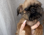 Собаки в Биробиджане: Брюссельский гриффон Мальчик, 40 000 руб. - фото 1