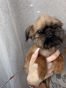 Брюссельский гриффон