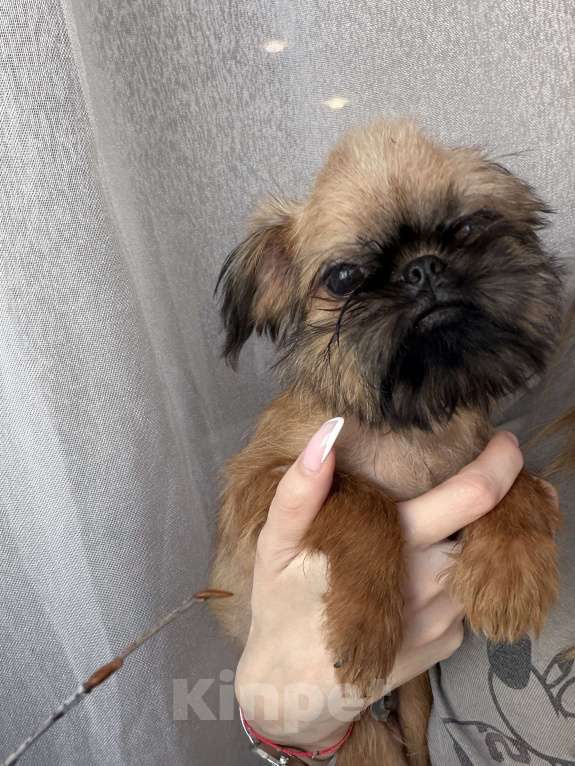 Собаки в Биробиджане: Брюссельский гриффон Мальчик, 40 000 руб. - фото 1