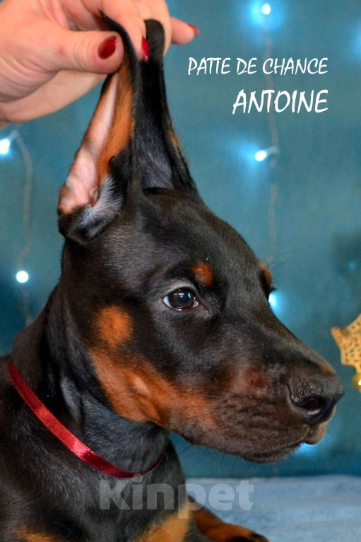 Собаки в Санкт-Петербурге: Щенок добермана Антуан Мальчик, 130 000 руб. - фото 2