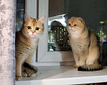 Кошки в Москве: Котята Scottish fold Мальчик, 50 000 руб. - фото 8