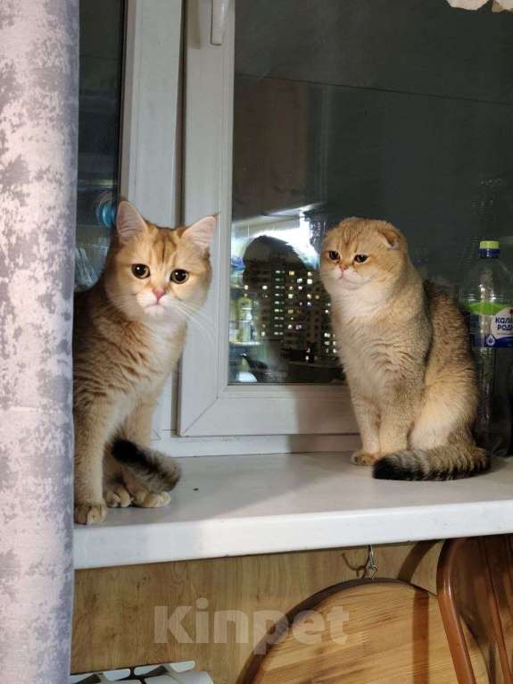 Кошки в Москве: Котята Scottish fold Мальчик, 50 000 руб. - фото 8
