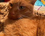 Кошки в Москве: Гарик - рыжий кот в добрые руки Мальчик, 100 руб. - фото 2