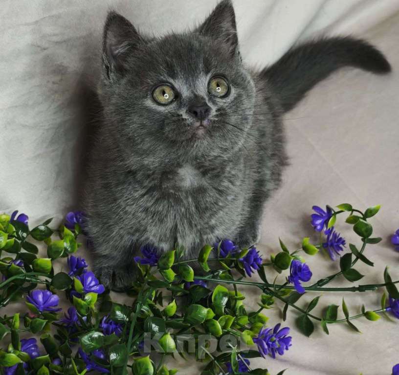 Кошки в Уфе: Манчкин девочка Девочка, 70 000 руб. - фото 4