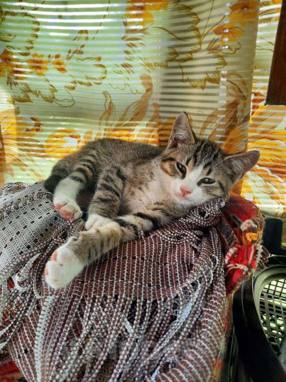 Кошки в Санкт-Петербурге: Мальчик шпротик Мальчик, Бесплатно - фото 2