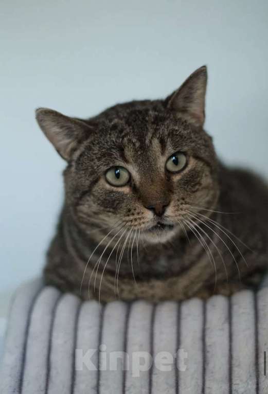 Кошки в Санкт-Петербурге: Сережа из приюта Мальчик, Бесплатно - фото 3