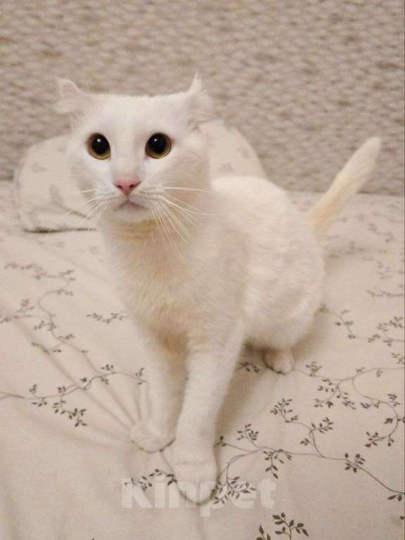 Кошки в Москве: Стюарт ищет дом Мальчик, Бесплатно - фото 2