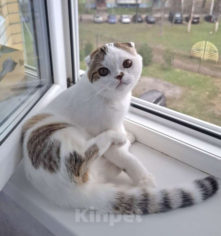 Кошки в Ярославле: Шотландский вислоухий короткошерстный мальчик Мальчик, 25 000 руб. - фото 5