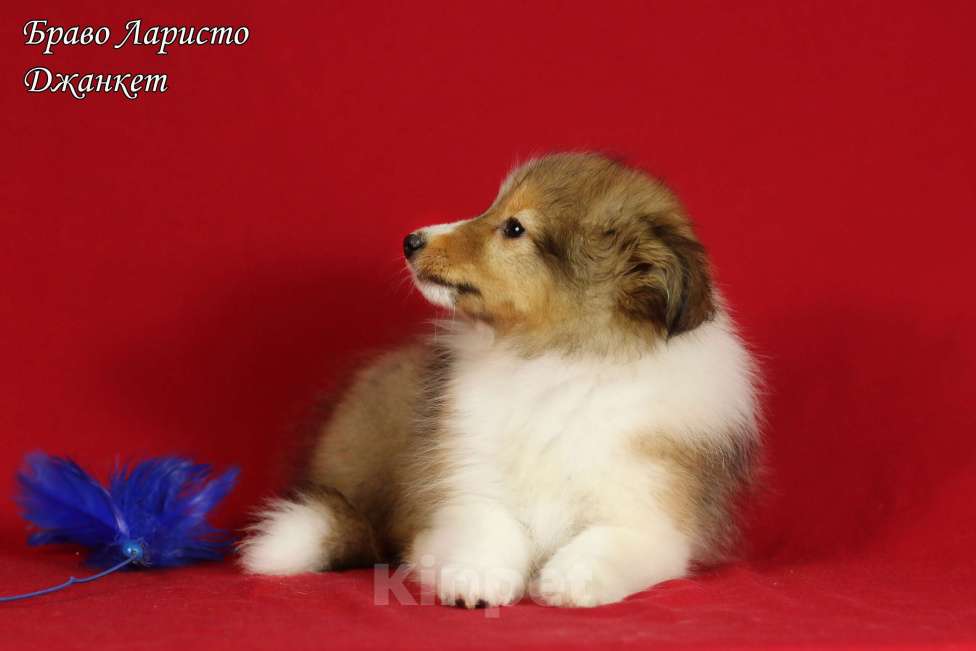 Собаки в Рязани: Щенки шелти Мальчик, 100 000 руб. - фото 2