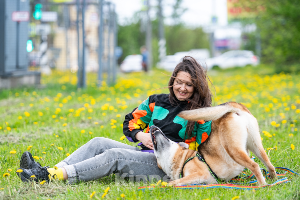 Собаки в Павловском Посаде: Собака в добрые руки  Девочка, Бесплатно - фото 6