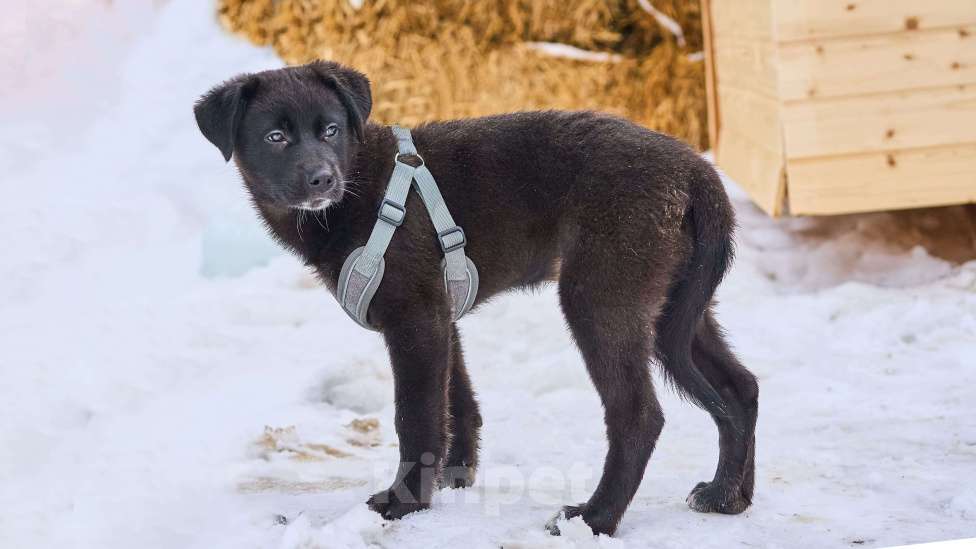 Собаки в Москве: щенок Руна в добрые руки Девочка, Бесплатно - фото 4