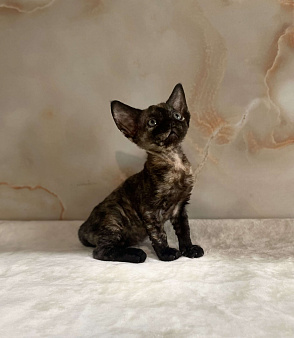 Котенок Девон Рекс в окрасе черная черепаха