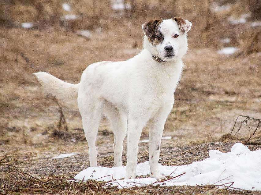 Собаки в Москве: Миниатюрная диванная собачка Дафи ищет дом Девочка, Бесплатно - фото 3