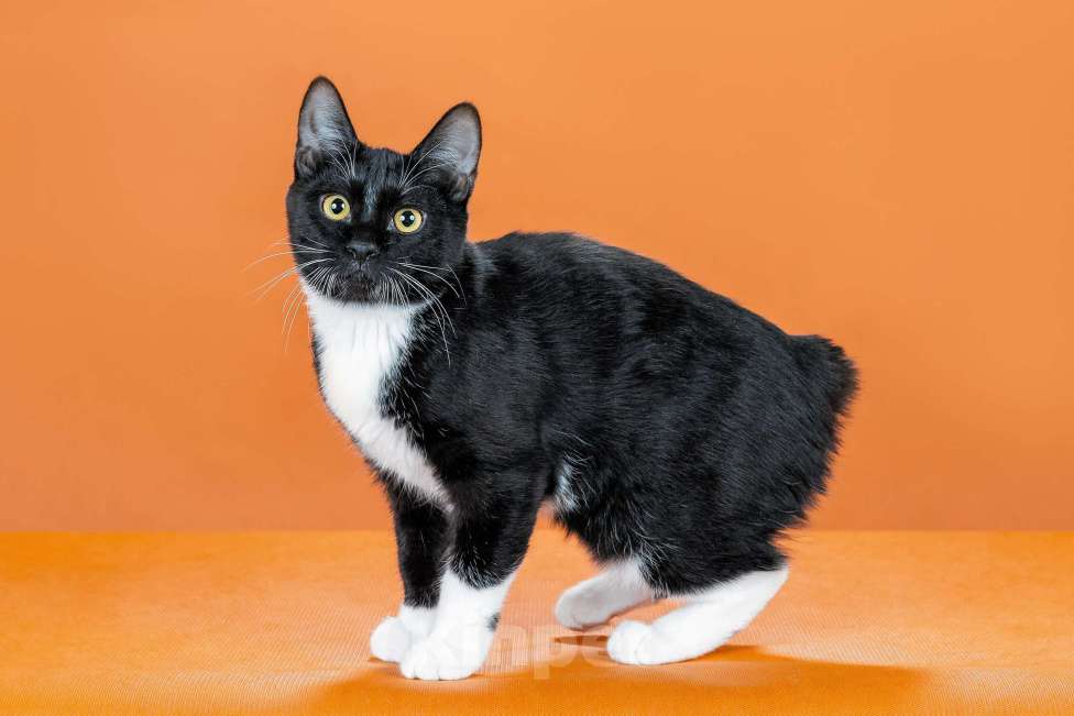 Кошки в Омске: кошечка курильского бобтейла Девочка, 30 000 руб. - фото 5