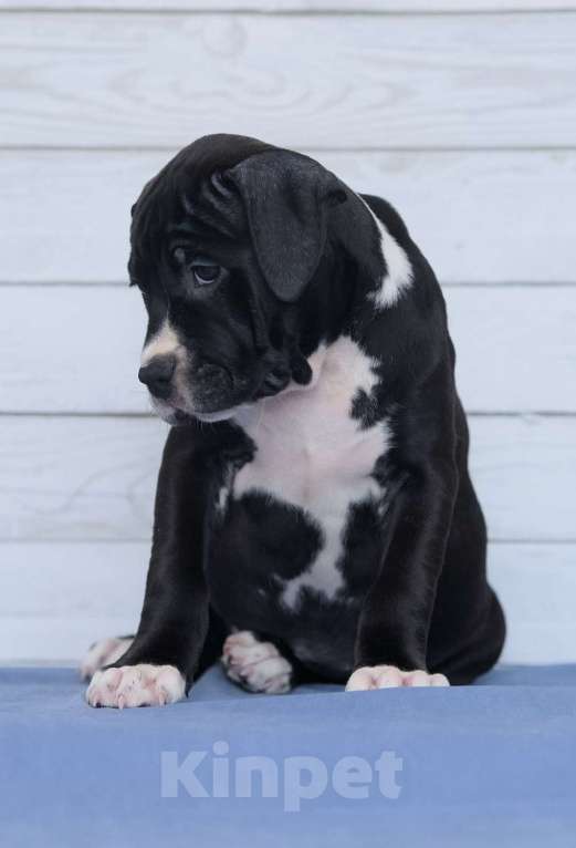 Собаки в Санкт-Петербурге: Щенок амстаффа Девочка, 50 000 руб. - фото 5