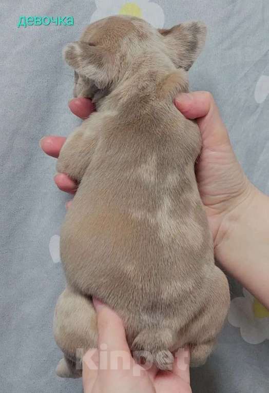 Собаки в Санкт-Петербурге: Французский бульдог щенки Разнополые, 45 000 руб. - фото 8