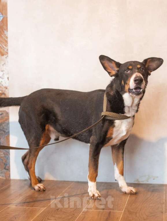 Собаки в Москве: Трехцветный добродушный пёс Барон ищет дом Мальчик, 1 руб. - фото 6