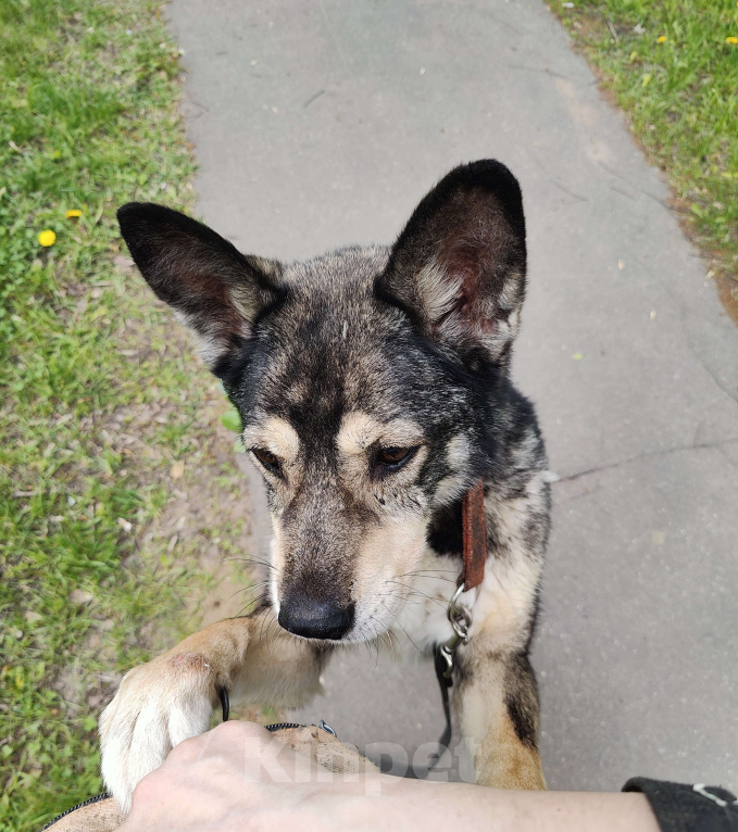 Собаки в Москве: Спокойная Габи ищет дом Девочка, Бесплатно - фото 6