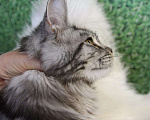 Кошки в Лодейном Поле: Кошка Мейн-Кун Рафаэлька  Девочка, 13 000 руб. - фото 2