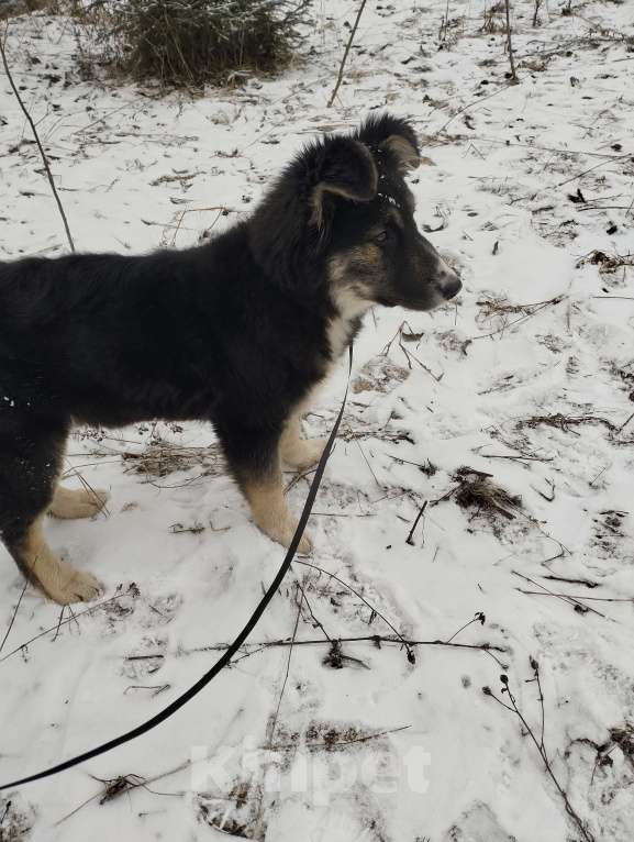 Собаки в других городах Московской области: Умный и ласковый щенок, помесь овчарки - в добрые руки  Девочка, Бесплатно - фото 3