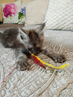 Котята мейн-кун