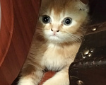 Кошки в Краснодаре: Ласковый игривый котёнок шиншила Мальчик, 15 000 руб. - фото 2