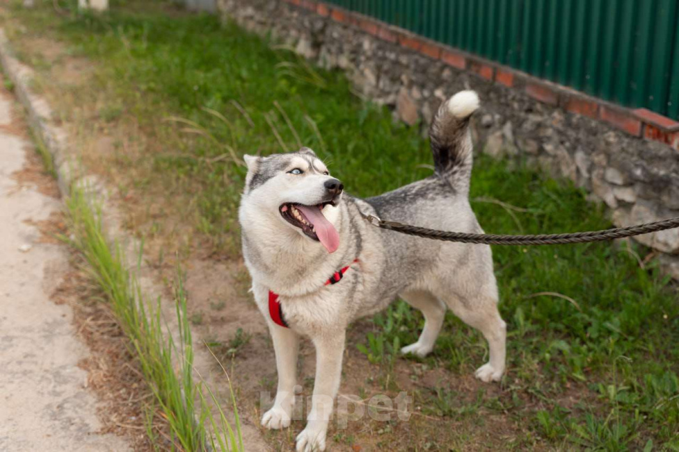 Собаки в Туле: Собака Луна ищет дом! Девочка, Бесплатно - фото 2