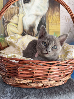 Бурманские котята