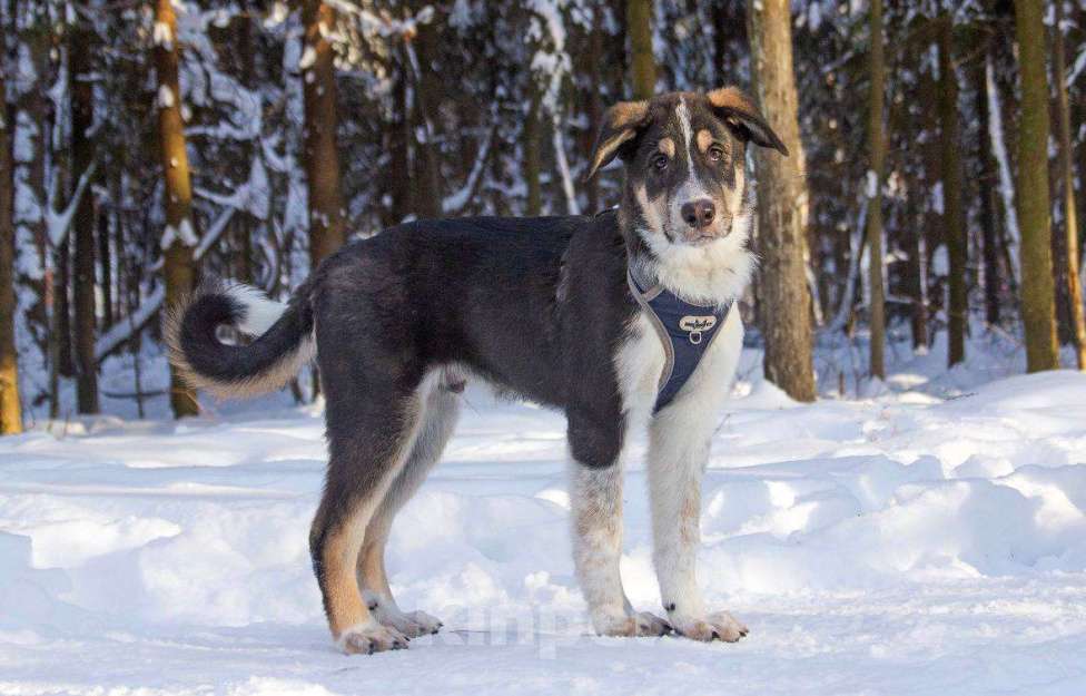 Собаки в Москве: Робби в поисках семьи! Мальчик, Бесплатно - фото 4