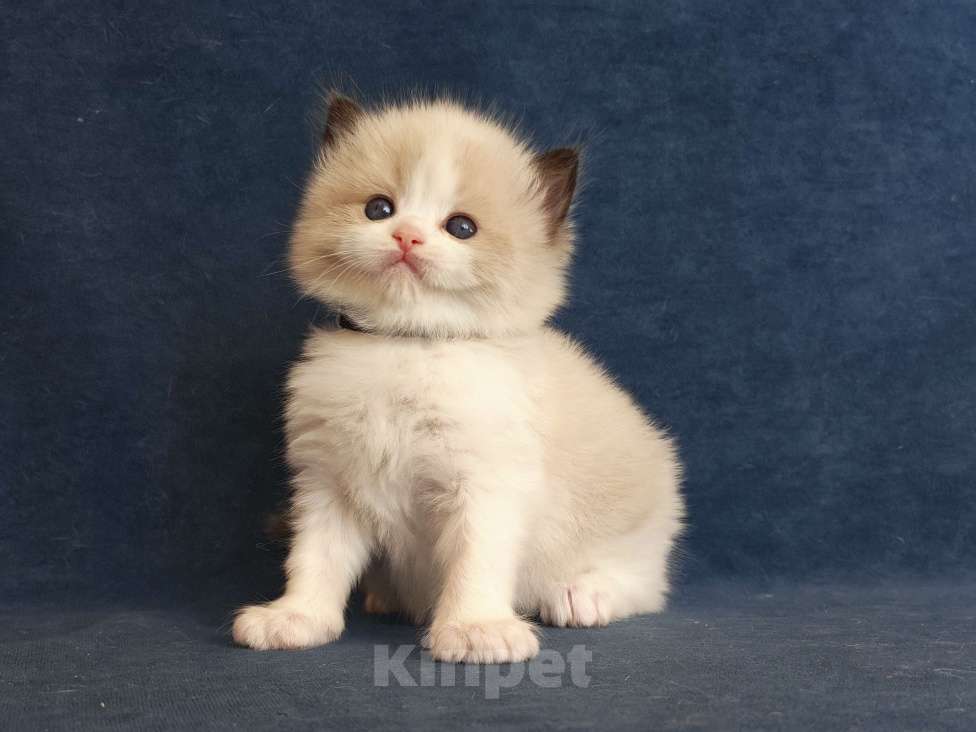 Кошки в Санкт-Петербурге: Шикарный мальчик рэгдолл Мальчик, 80 000 руб. - фото 1