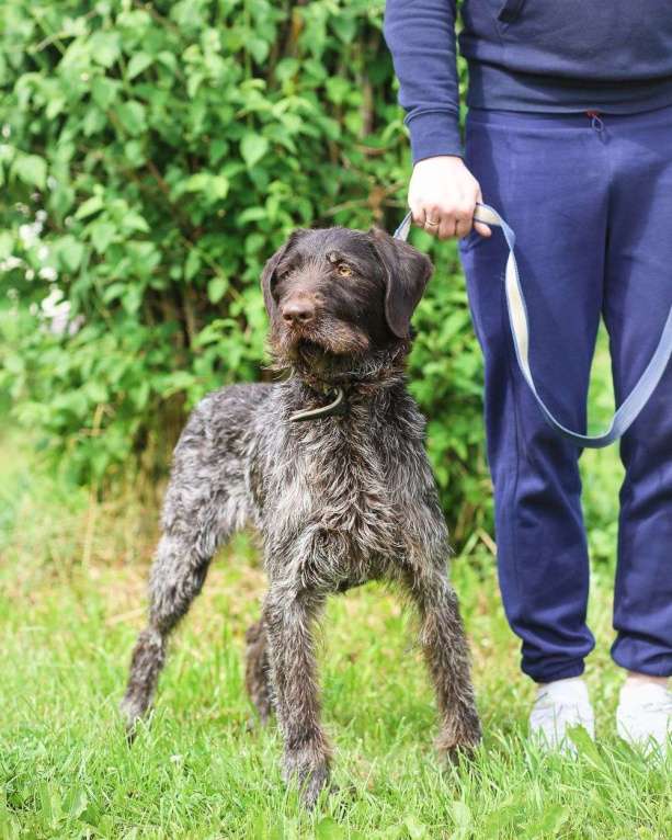 Собаки в Санкт-Петербурге: Красивая породистая собака отдается в дар Девочка, Бесплатно - фото 5