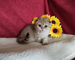 Кошки в Казани: Шотландская вислоухая золотая кошечка Иветта Девочка, 30 000 руб. - фото 2