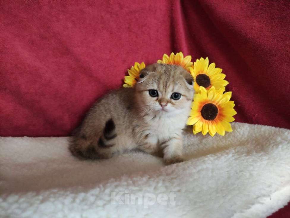 Кошки в Казани: Шотландская вислоухая золотая кошечка Иветта Девочка, 30 000 руб. - фото 2