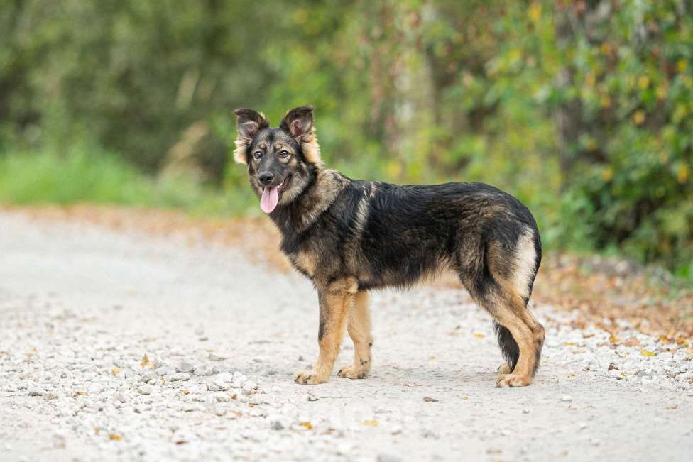 Собаки в Домодедово: Щенок Сима в добрые руки  Девочка, Бесплатно - фото 3