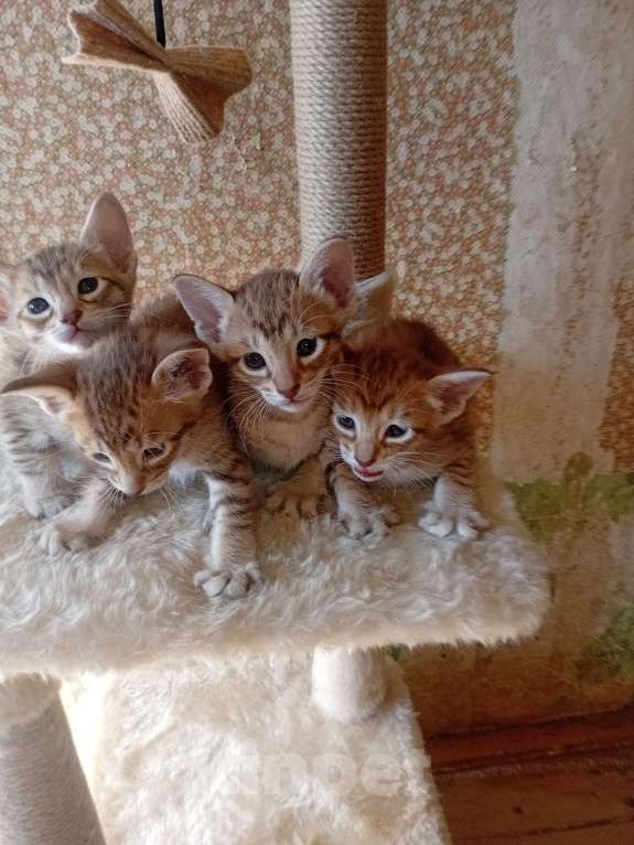 Кошки в Москве: Ориентальные котята Девочка, 15 000 руб. - фото 4