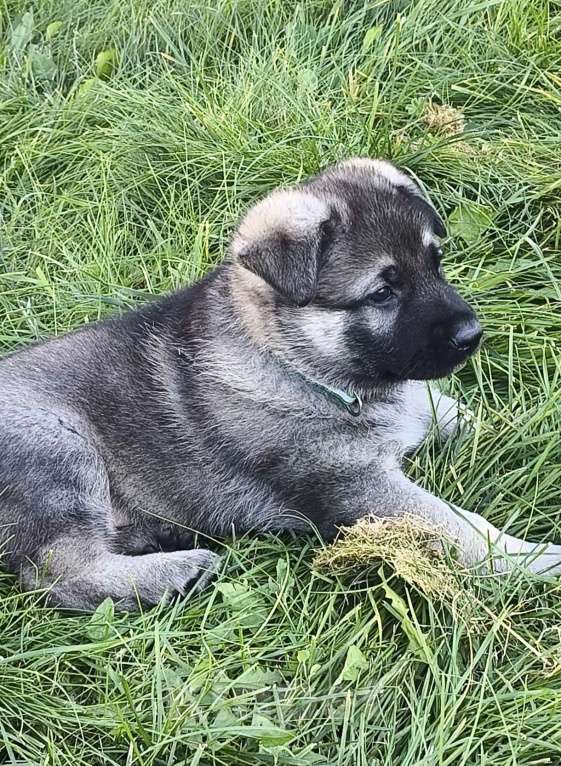 Собаки в других городах Московской области: Продаются щенки ВЕО Мальчик, 50 000 руб. - фото 2