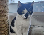 Кошки в Санкт-Петербурге: Киса ищет дом Девочка, Бесплатно - фото 6
