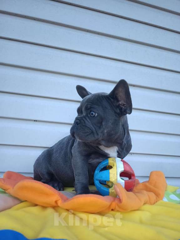 Собаки в других городах Ленинградской области: Щенки Мерлешки Девочки и Мальчики  Девочка, 40 000 руб. - фото 2
