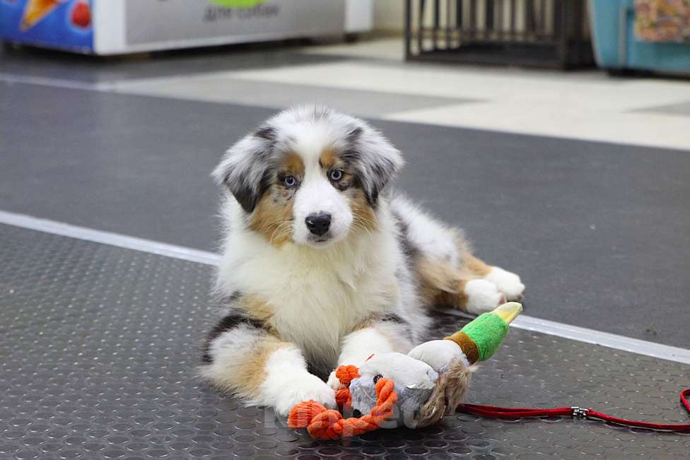 Собаки в других городах Владимирской области: щенок австралийской овчарки Девочка, 120 000 руб. - фото 3