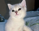 Кошки в Ростове-на-Дону: Шотландский прямоухий котенок Мальчик, 10 000 руб. - фото 3