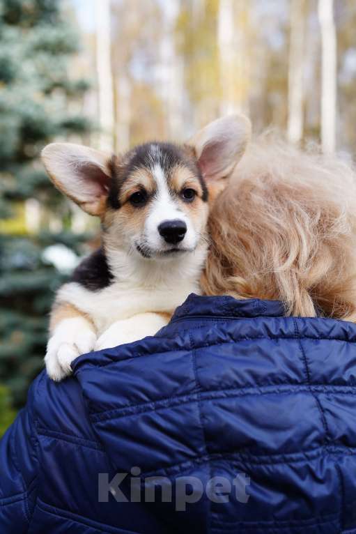 Собаки в других городах Челябинской области: Продам Мальчик, Бесплатно - фото 4