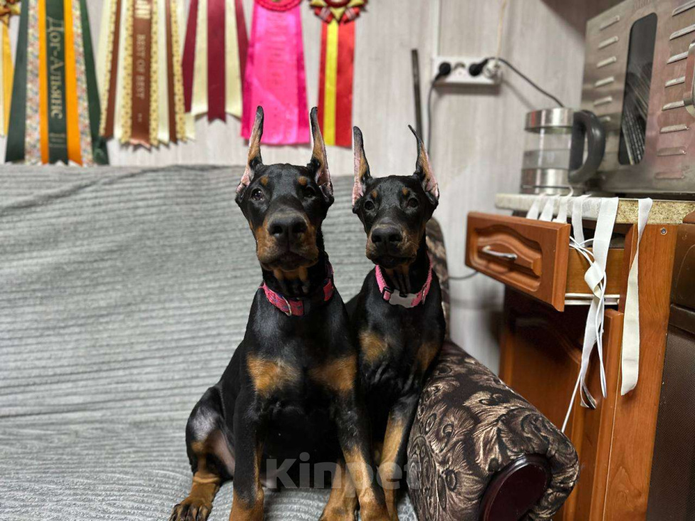 Собаки в Клине: Девочка, 3,5 мес. Девочка, 90 000 руб. - фото 6