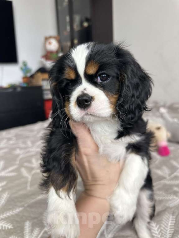 Собаки в Красногорске: Кавалер Кинг Чарльз Спаниель Девочка, 130 000 руб. - фото 2