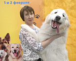 Собаки в Екатеринбурге: Щенки Пиренейской горной собаки Девочка, Бесплатно - фото 6