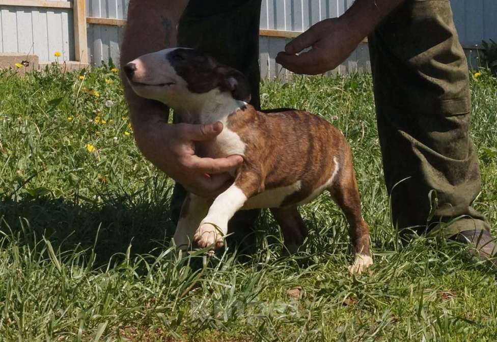 Собаки в Пушкино: крупная девочка стандартного бультерьера (Кися) Девочка, 70 000 руб. - фото 9