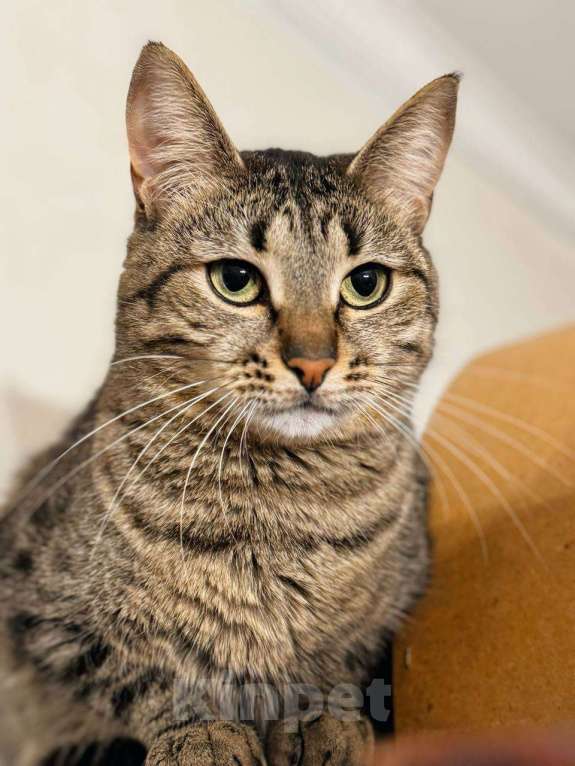 Кошки в Балашихе: Вента Девочка, Бесплатно - фото 2